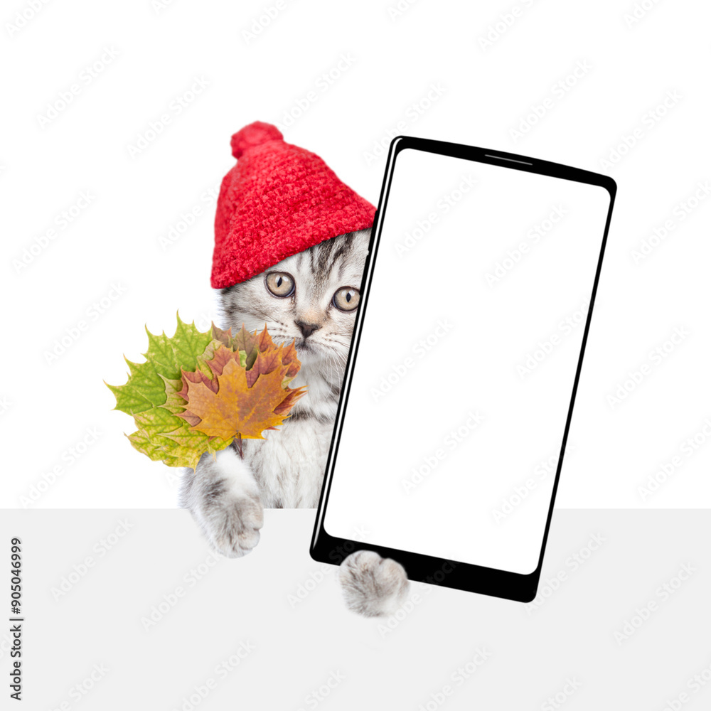 Poster funny kitten wearing warm hat with pompon holds dry autumn leaves and shows smartphone with white bl