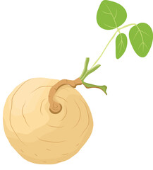 Jicama Fruit with Leaves Isolated on White Background