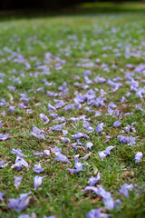 lilac purple petals and flowers fallen from jacaranda tree on green grass in the park in spring ,...