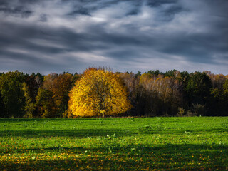 Naklejka premium Jesień