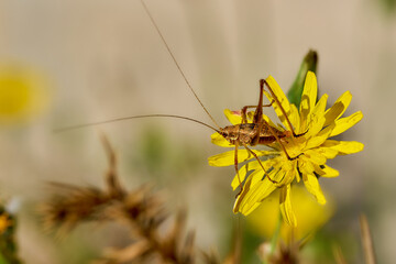 Saltamontes (Tettigoniidae)
