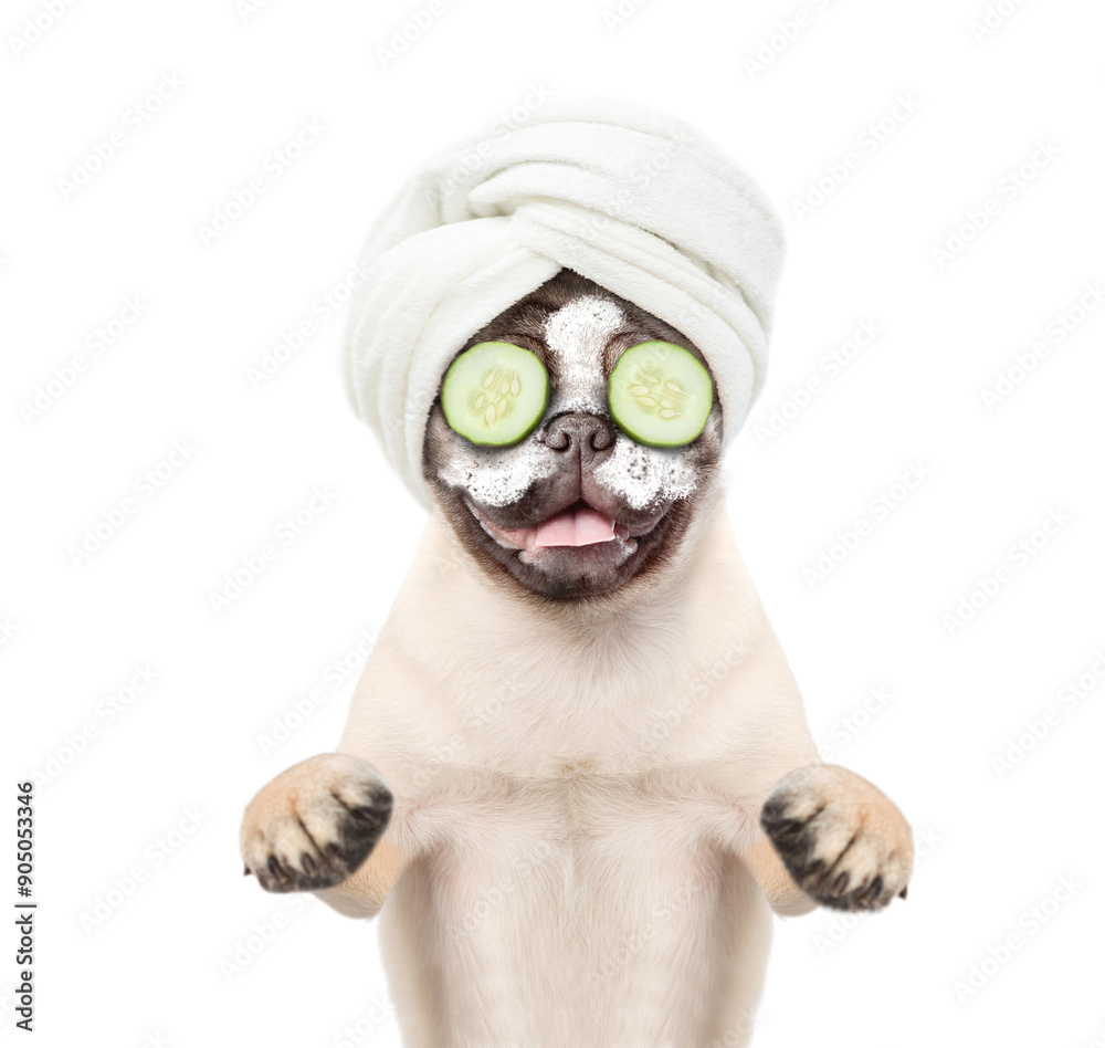 Fototapete Funny pug puppy with towel on it head with cream and slices of cucumber on his face. isolated on white background