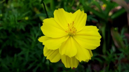 Flowers scene of fresh bloom of yellow Sulfur Cosmos with green leaves background