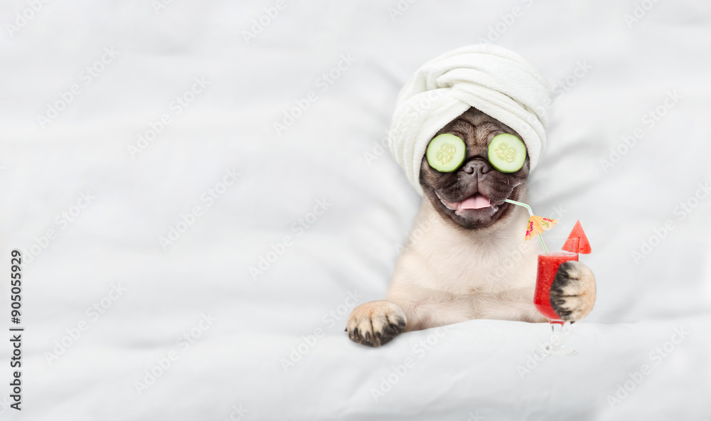 Poster Funny Pug puppy with towel on it head and with cream on it face and a pieces of cucumber on it eyes holds watermelon cocktail and relaxing on the bed at beauty salon. Top down view. Empty space