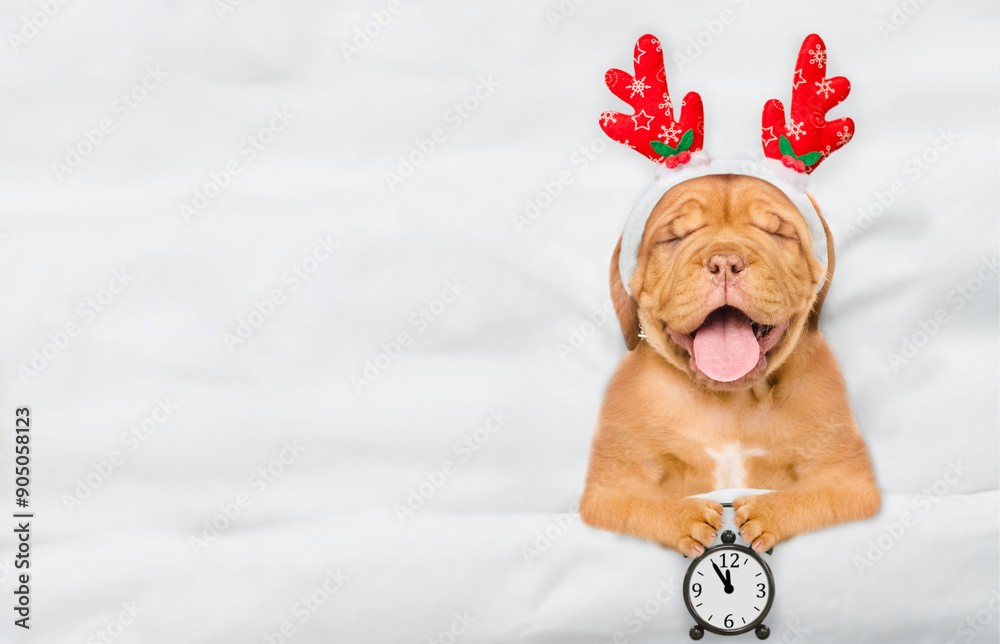 Aufkleber sleepy mastiff puppy dressed like santa claus reindeer rudolf lying under white blanket at home and 