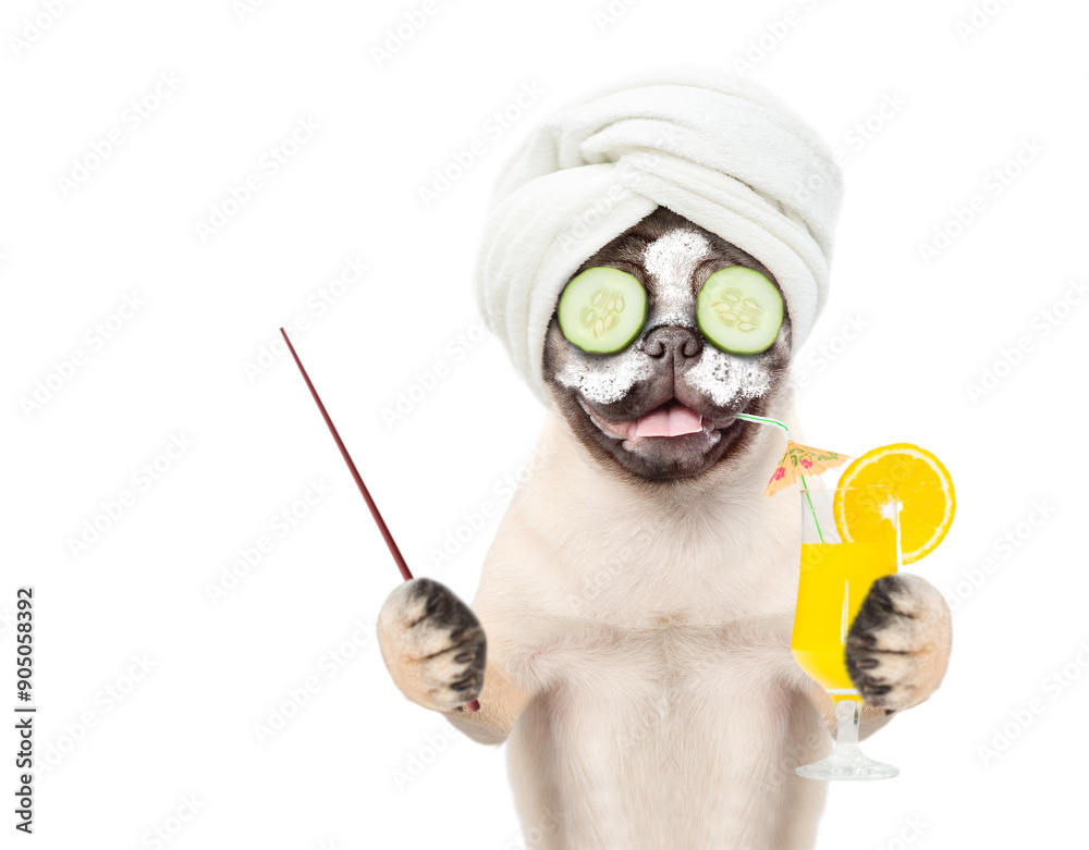 Poster funny pug puppy with towel on it head and with a piece of cucumber on it eyes drinks orange cocktail