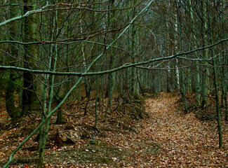Forest path through dense trees in autumn
