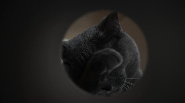 Cute grey British kitty licking her paw, view from a round tube. Close-up of playful grey cat licking ass saw, seen through circular hole, creating unique and humorous perspective. 