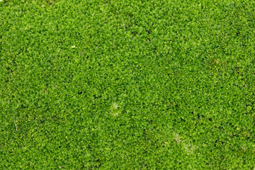 Close up green moss texture background