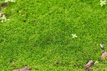 Close up green moss texture background