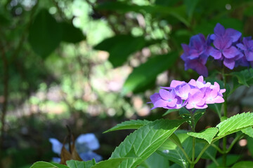 あじさいに木漏れ日がさす風景