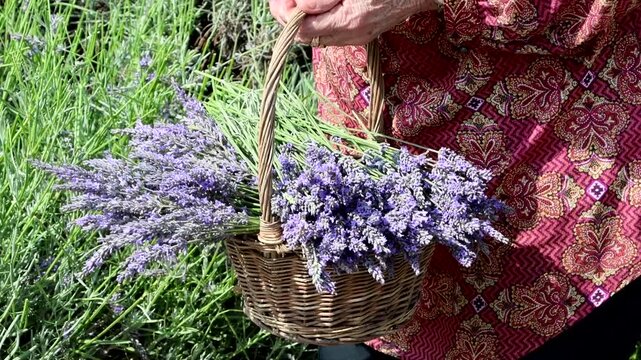 bunch of lavender flowers in a basket, pensioner with her beautiful lavender in a basket, that she has grown in her garden
