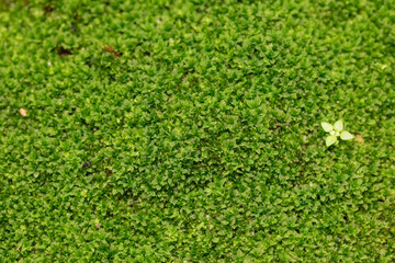 Close up green moss texture background