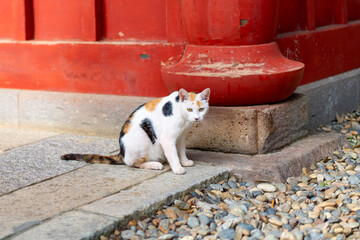 お寺の主〜三毛猫〜