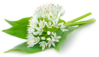 the flower of wild garlic isolated on white background.