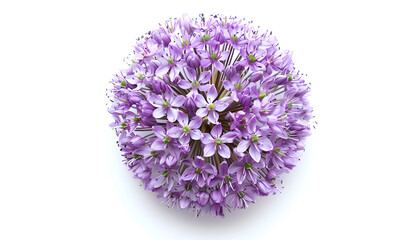 the flower of wild onion isolated on white background