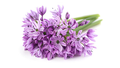 the flower of wild onion isolated on white background