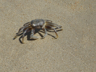 Crab in the sand on the beach with shadow in sunlight