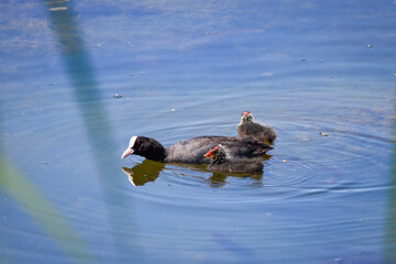 family of coots (Fulica atra) on a lake, mother with the chick she is feeding.