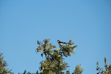 European goldfinch  sitting on tree branch