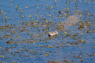 a chick (Sterna hirundo) on a lake.