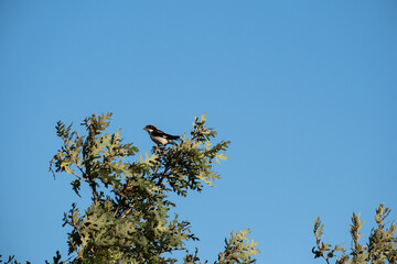 European goldfinch  sitting on tree branch