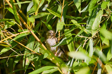 Portrait of a baby (Chloris chloris) among the bamboo branches.