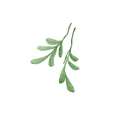 Watercolor illustration of two sprigs of spices on a white background