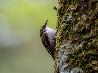 森の中で樹木の幹を移動しながらエサを探しているキバシリ
