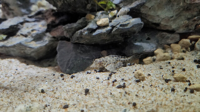 Plecostomus fish in a fish tank