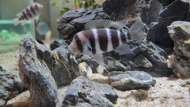 Protonsa fish in a fish tank