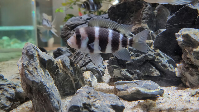 Protonsa fish in a fish tank