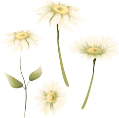 Vector chamomile flower illustration set, graphic  flora, daisy wildflowers clipart