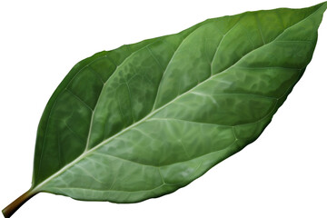 A single green leaf with prominent veins