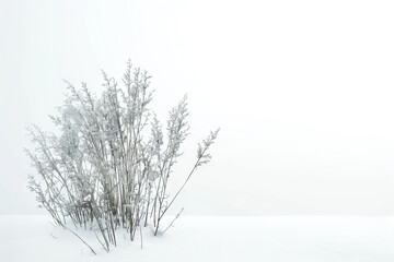 A cluster of frosty winter twigs isolated against a soft white background, creating a minimalist and serene winter scene.