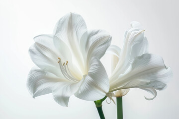 Obraz premium Two stunning white lilies display their graceful curves and pristine petals in a soft, ethereal light, symbolizing purity and peace.