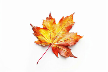 Fototapeta premium Single vibrant autumn maple leaf in full fall colors isolated on a clean white background, symbolizing seasonal change