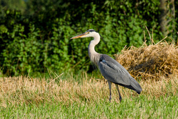grey heron standing in the field near the mown wheat on sunny summer evening