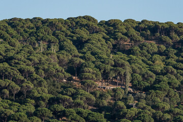 Forest of lush green pine trees in wilderness mountain  forrest