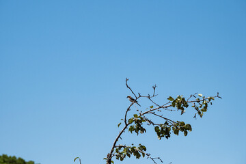 European goldfinch  sitting on tree branch