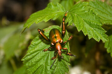 A detailed close up image depicting a bug resting on a green leaf