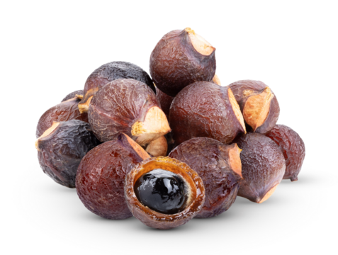 Soap nut tree isolated on transparent png
