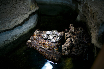 A large pile of various rocks sits quietly in a serene pool of water