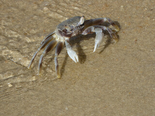 Crab in the water on the sandy beach with shadow in sunlight
