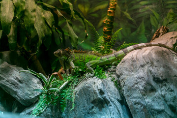 A vibrant green lizard is contently sitting atop a sturdy rock