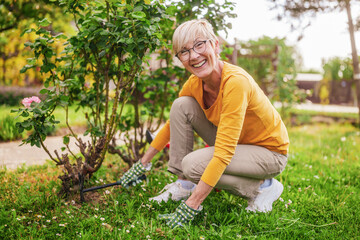 Fototapeta premium Happy senior woman gardening in her yard. She is using rake. 