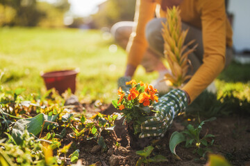 Close up image of senior woman gardening in her yard. She is planting a flower.	