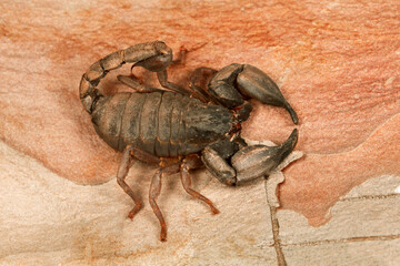 Chaerilus sp. juvenile from Reasi, Jammu & Kashmir. This scorpion species is found under boulders. The sting is not as painful as other species. Feeds on insects.