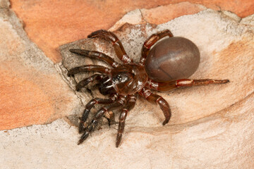 Trapdoor spiders of the genus Heligmomerus are large spiders with large fangs. These spiders live in the burrow with a lib-like door to their burrow