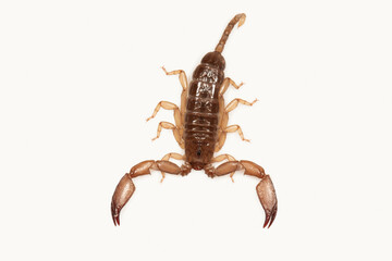 Liocheles sp. are flat, glossy scorpions with short tails. The live in crevices on stone walls.